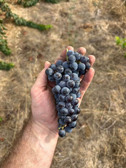 Nuvo Nivo South Africa Harvest Report